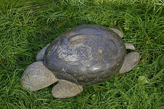 Schildkröte - Galerie Meilenstein